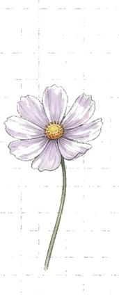 A cosmos flower