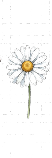 A daisy